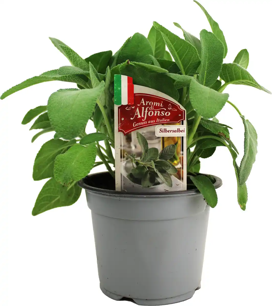 Bild 1 von Silbersalbei Salvia argentea 14 cm Topf