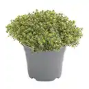 Bild 1 von Silberthymian Thymus vulgaris ‘Argenteus’ 14 cm Topf