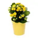 Bild 2 von GARDENLINE Kalanchoe