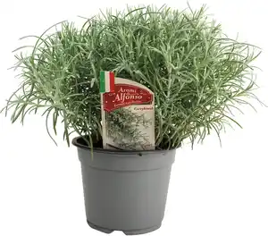 Currykraut Helichrysum italicum 14 cm Topf