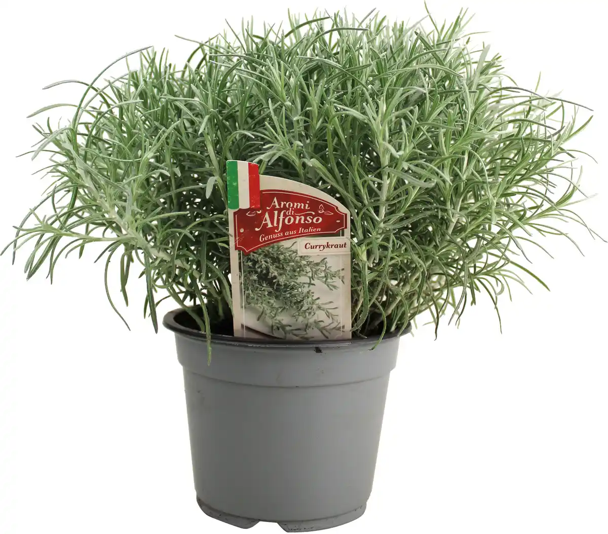 Bild 1 von Currykraut Helichrysum italicum 14 cm Topf