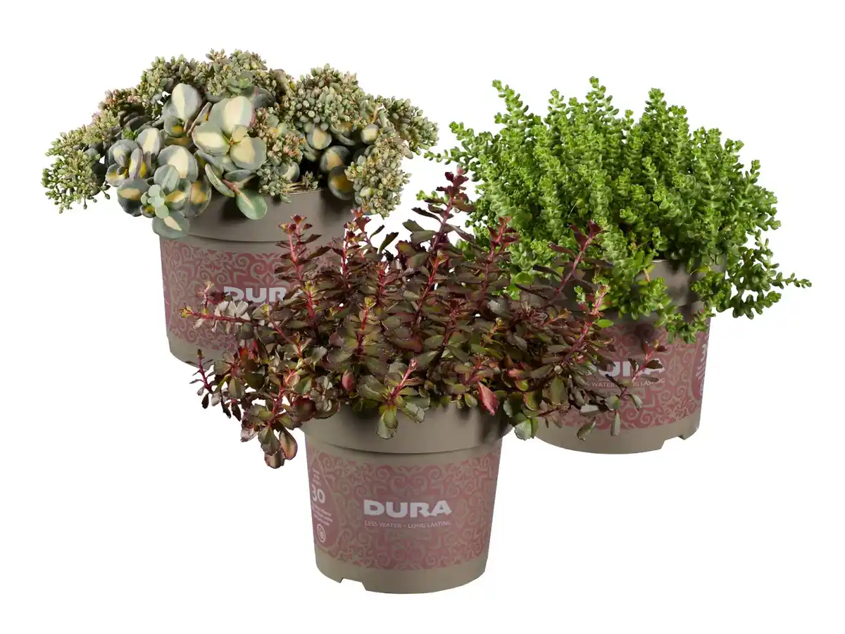 Bild 1 von Sedum Dura XL
