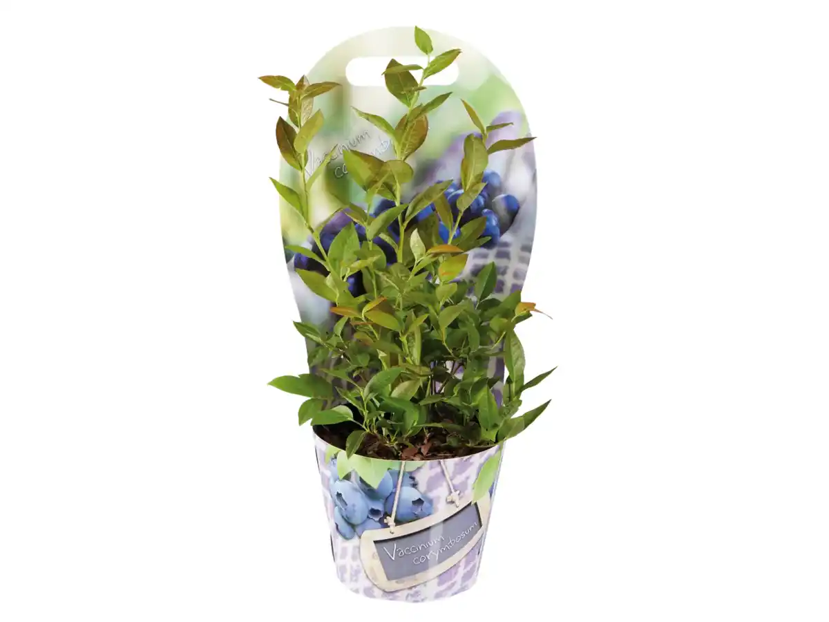 Bild 1 von Heidelbeere im Topfcover
