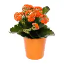 Bild 3 von GARDENLINE Kalanchoe