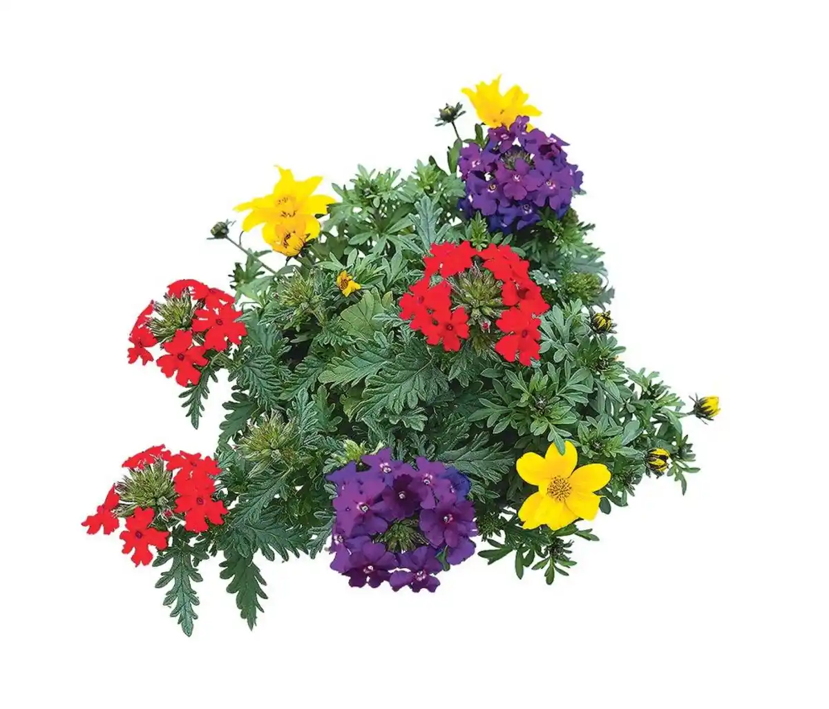 Bild 1 von Beet- und Balkonpflanzen