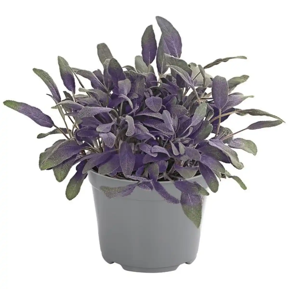 Bild 1 von Purpursalbei Salvia officinalis 'Purpurascens' 14 cm Topf