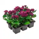 Bild 3 von GARDENLINE Chrysanthemen