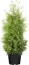 Bild 1 von Lebensbaum Thuja occ. Brabant H 140 - 160 cm, 32 cm Topf