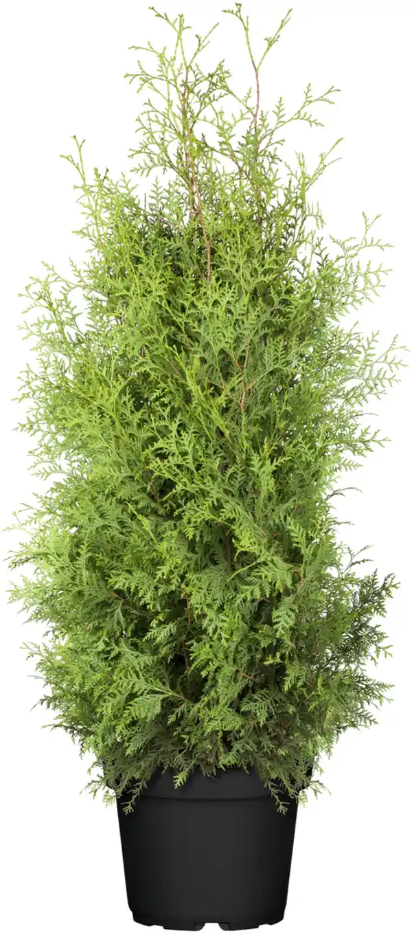 Bild 1 von Lebensbaum Thuja occ. Brabant H 140 - 160 cm, 32 cm Topf