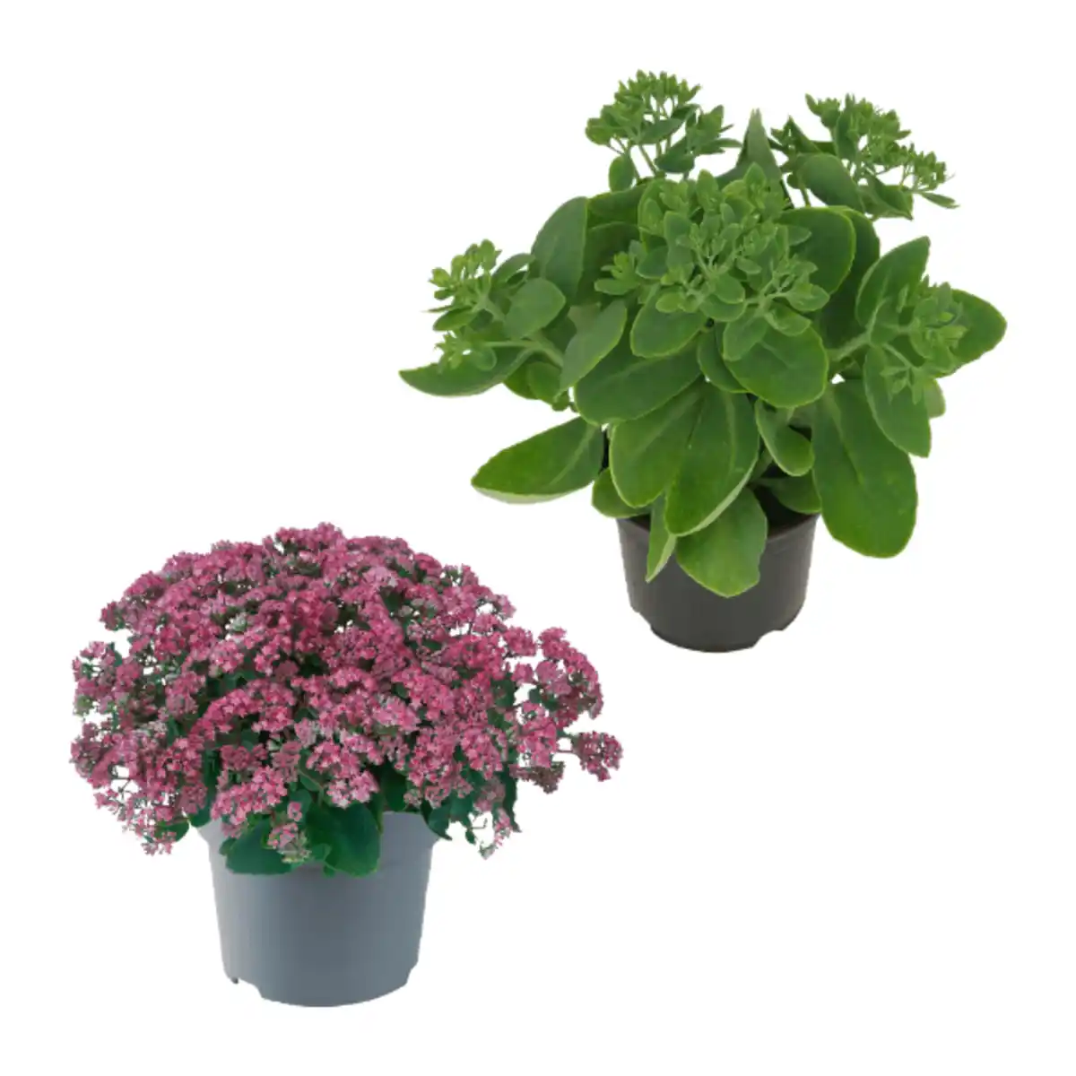 Bild 1 von GARDENLINE Sedum-Mix Fetthenne / Mauerpfeffer