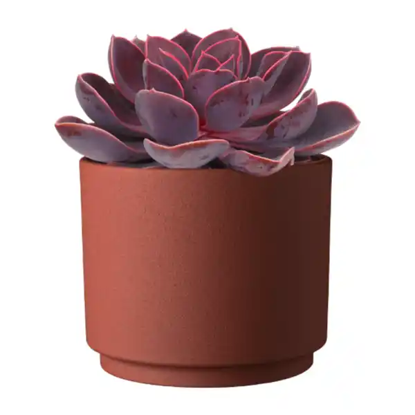 Bild 4 von GARDENLINE Wüstenmix im Übertopf