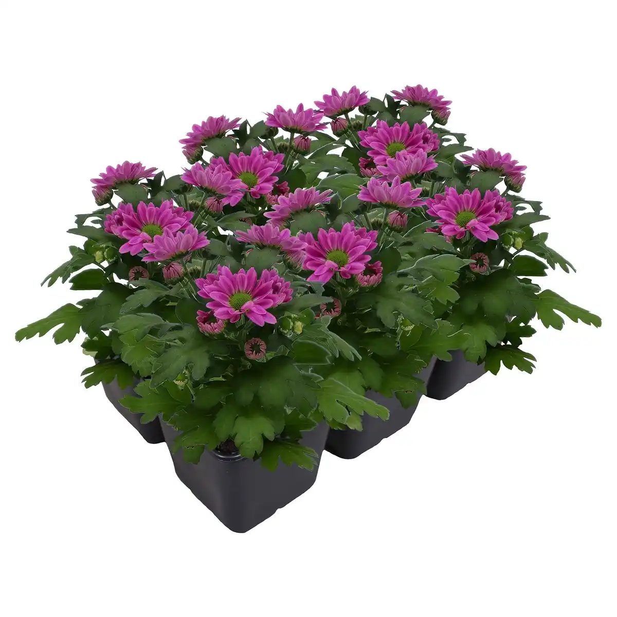 Bild 1 von GARDENLINE Chrysanthemen 6er-Tray