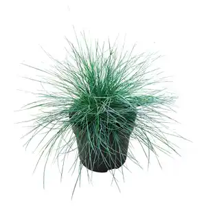 GARDENLINE Gräser
