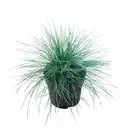 Bild 1 von GARDENLINE Gräser