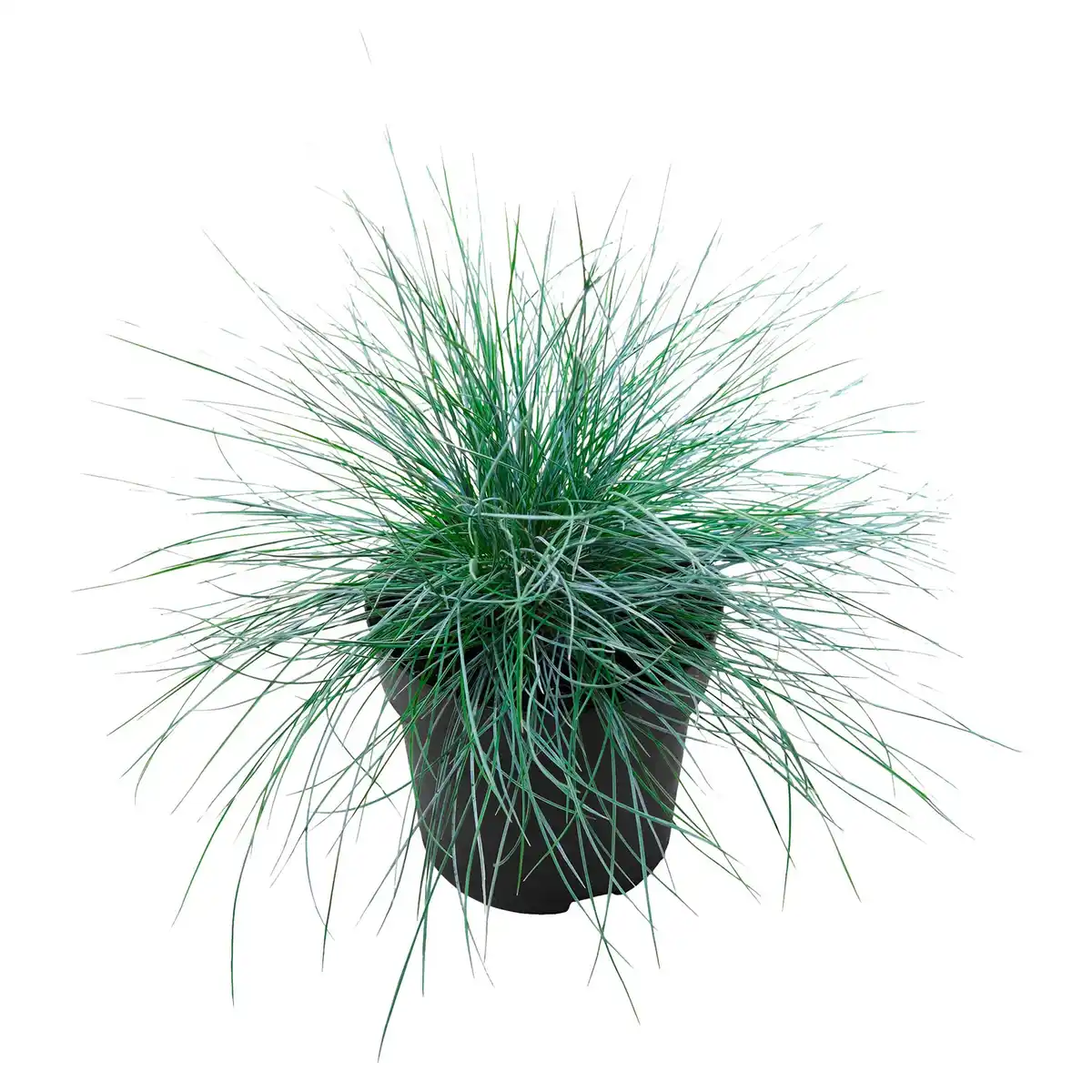 Bild 1 von GARDENLINE Gräser