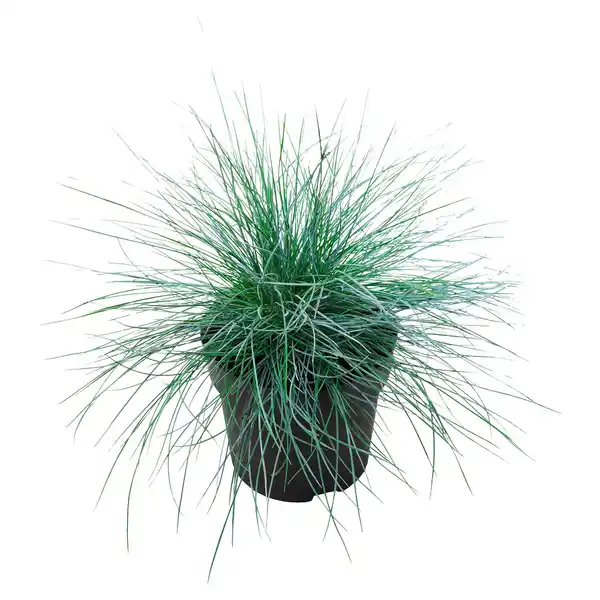 Bild 1 von GARDENLINE Gräser