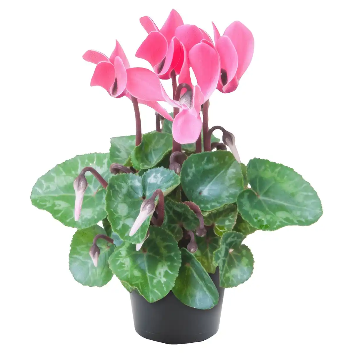 Bild 1 von GARDENLINE Blühpflanzen