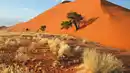 Bild 1 von Rundreisen Namibia: Weite Horizonte, wilde Schönheit