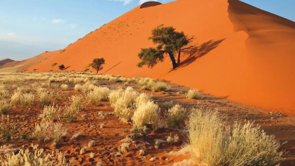 Bild 1 von Rundreisen Namibia: Weite Horizonte, wilde Schönheit