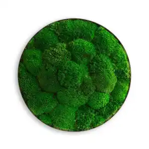 Xxxl Moosbild Stylegreen, Grün, Naturmaterialien, 3-teilig, 10 cm, einfache und schnelle Anbringung, pflegefrei – nicht gießen oder besprühen, keine Beleuchtung notwendig, Bilder und Zubehör, M