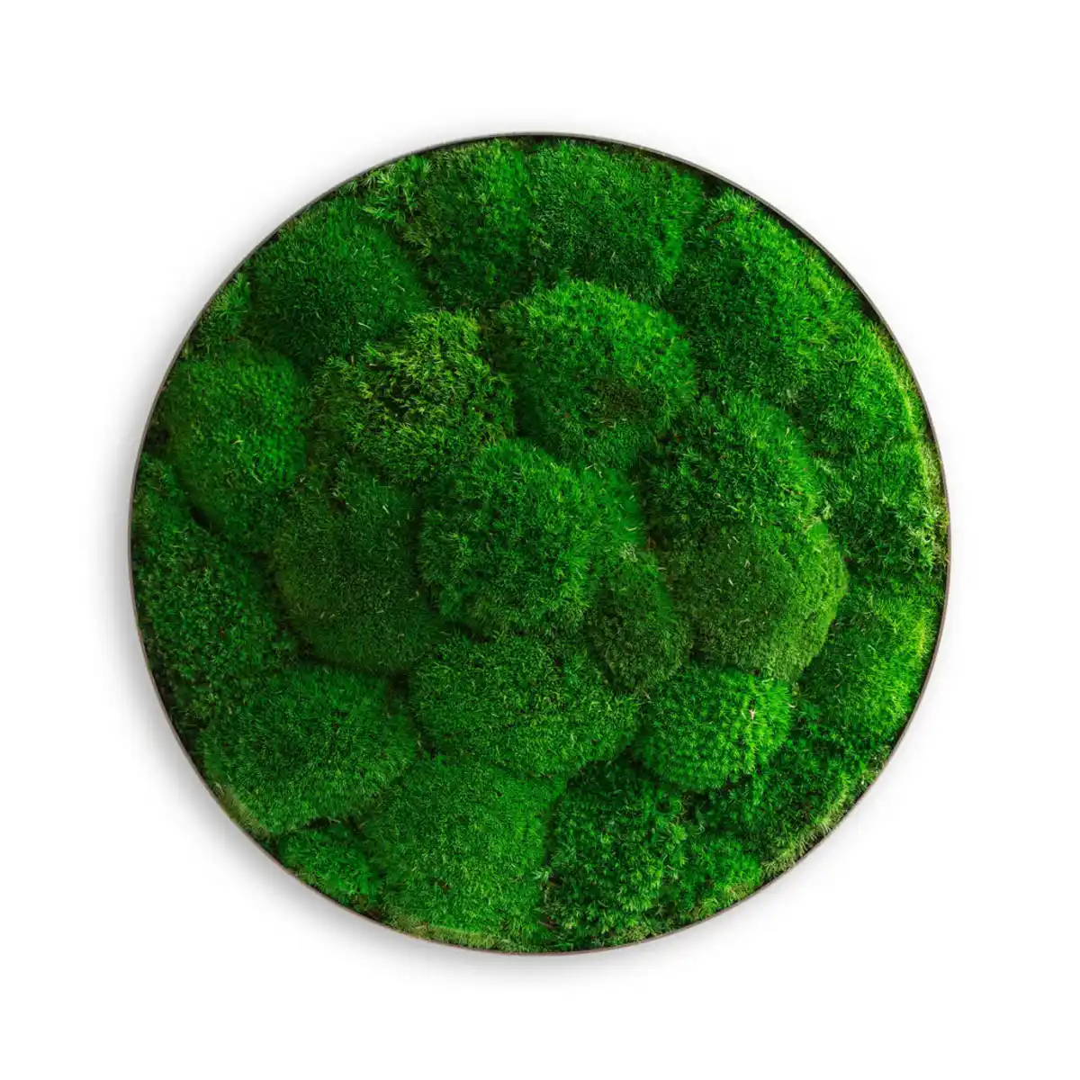 Bild 1 von Xxxl Moosbild Stylegreen, Grün, Naturmaterialien, 3-teilig, 10 cm, einfache und schnelle Anbringung, pflegefrei – nicht gießen oder besprühen, keine Beleuchtung notwendig, Bilder und Zubehör, M