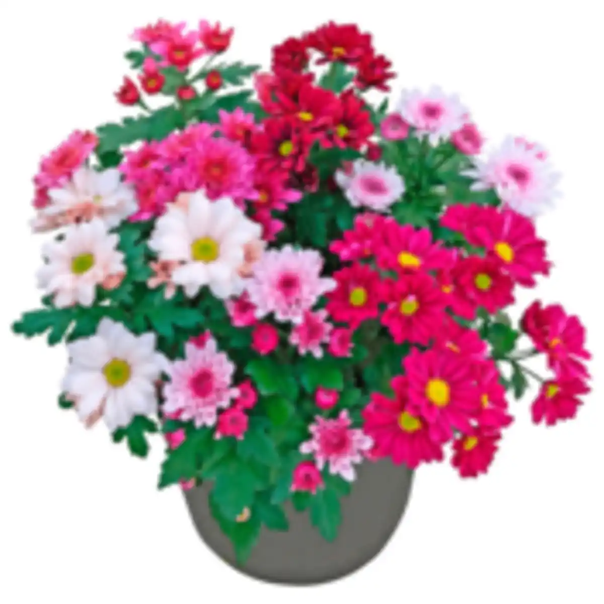 Bild 1 von Mini-Blühmix oder REWE Beste Wahl Chrysantheme »Sixtie Familie«