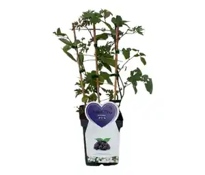 Brombeeren-Trio, Spalier