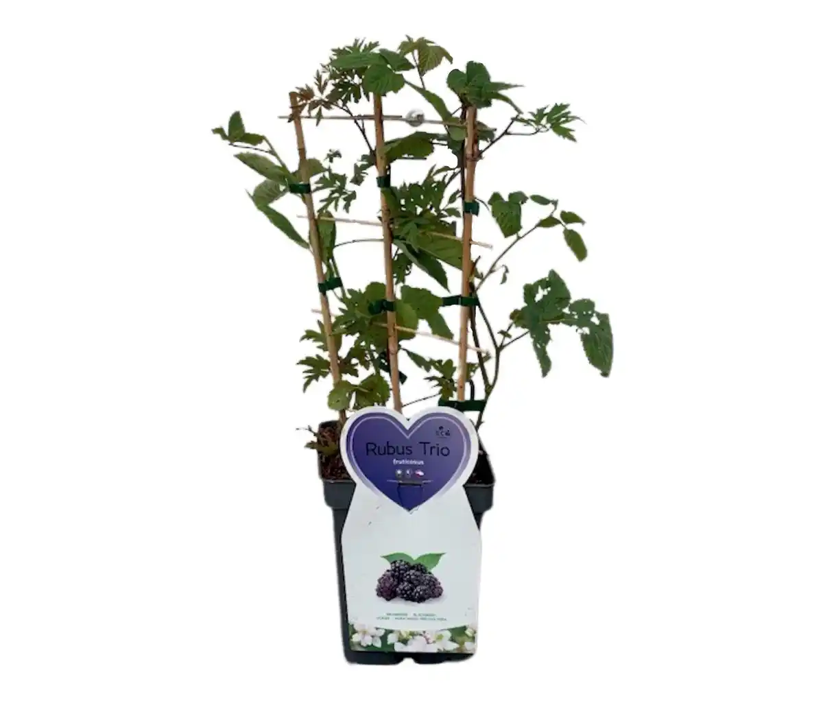 Bild 1 von Brombeeren-Trio, Spalier