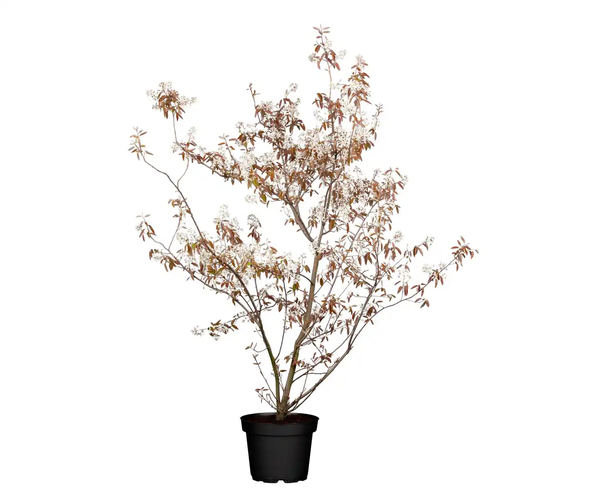 Bild 1 von Kupfer-Felsenbirne