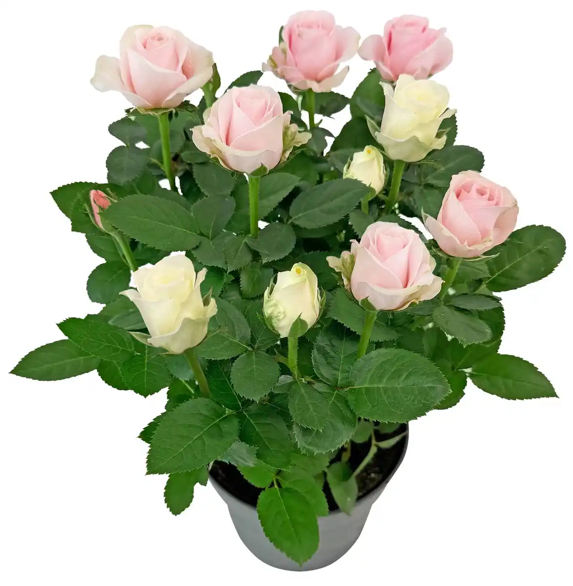 Bild 1 von Sommerblumen