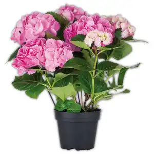 Hortensie