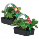 Bild 1 von Finest Garden Erdbeerpflanzen