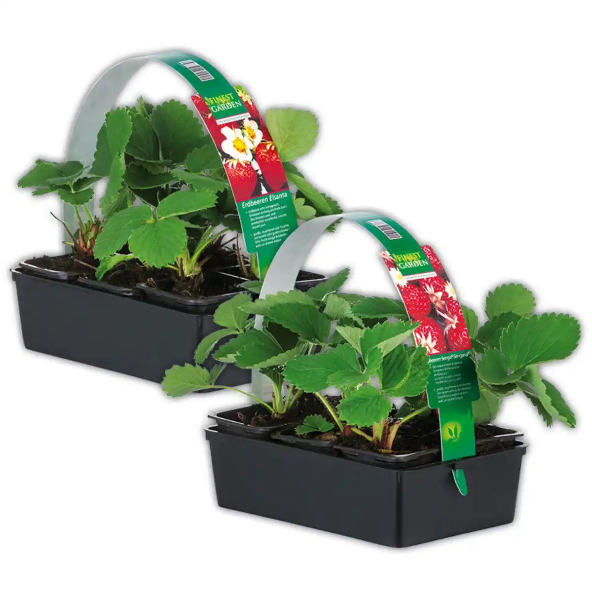 Bild 1 von Finest Garden Erdbeerpflanzen