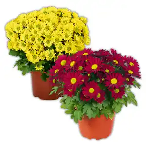 Chrysantheme "Swifty"
