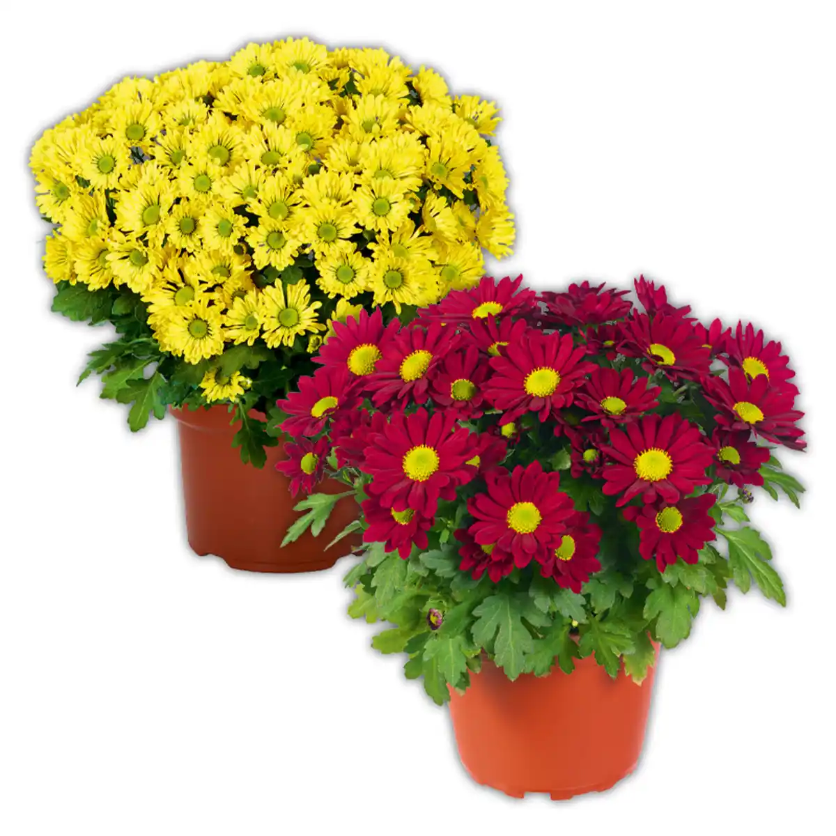 Bild 1 von Chrysantheme "Swifty"