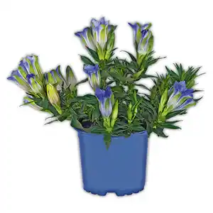 Edel-Enzian "Gentiana scabra"