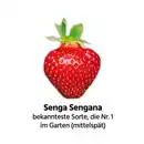 Bild 3 von Finest Garden Erdbeerpflanzen