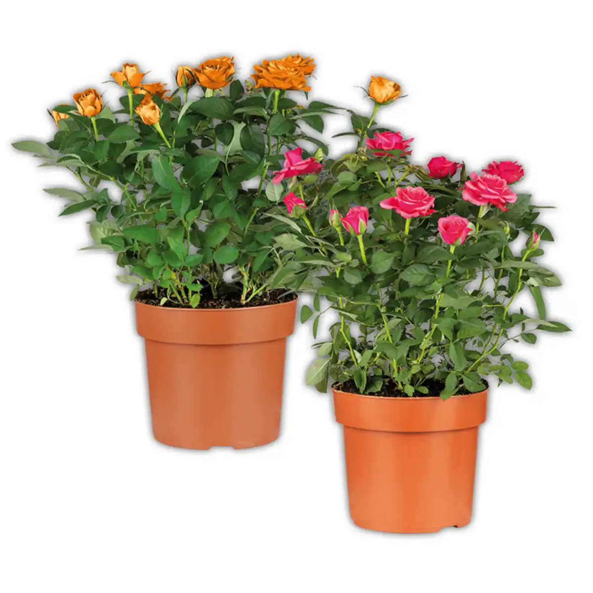 Bild 1 von Jumbo Topfrose