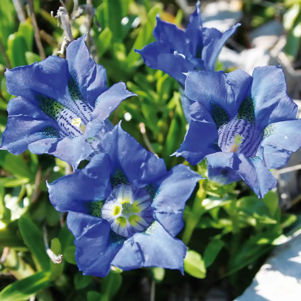 Bild 2 von Edel-Enzian "Gentiana scabra"