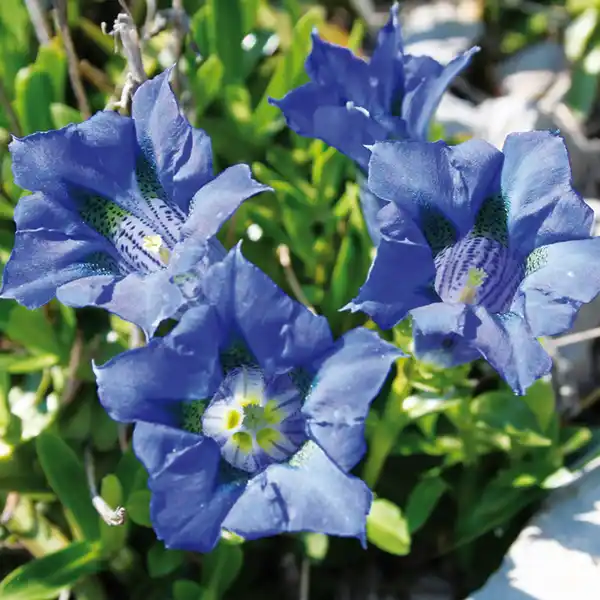 Bild 2 von Edel-Enzian "Gentiana scabra"