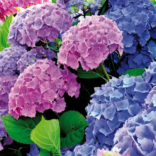 Bild 2 von Hortensie