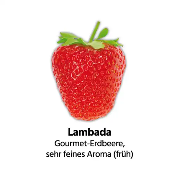 Bild 4 von Finest Garden Erdbeerpflanzen