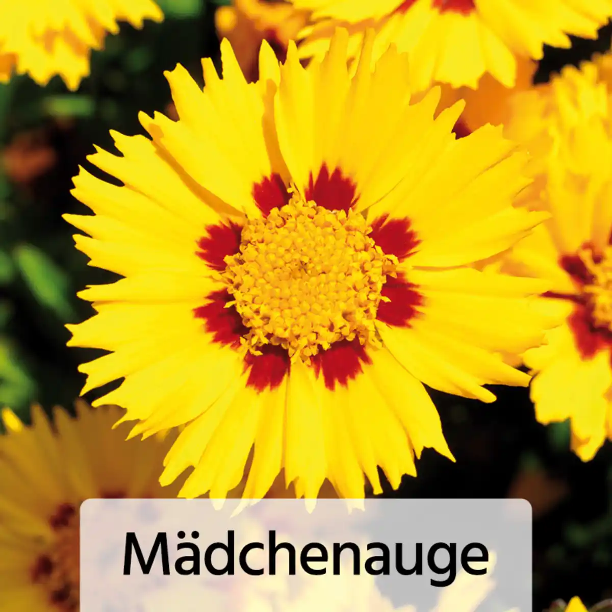 Bild 4 von Gartenstauden-Mix