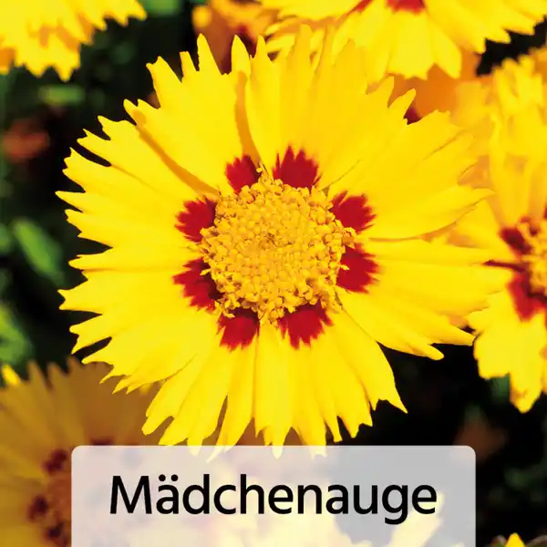 Bild 4 von Gartenstauden-Mix