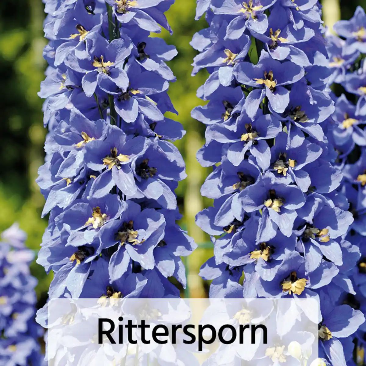 Bild 2 von Gartenstauden-Mix