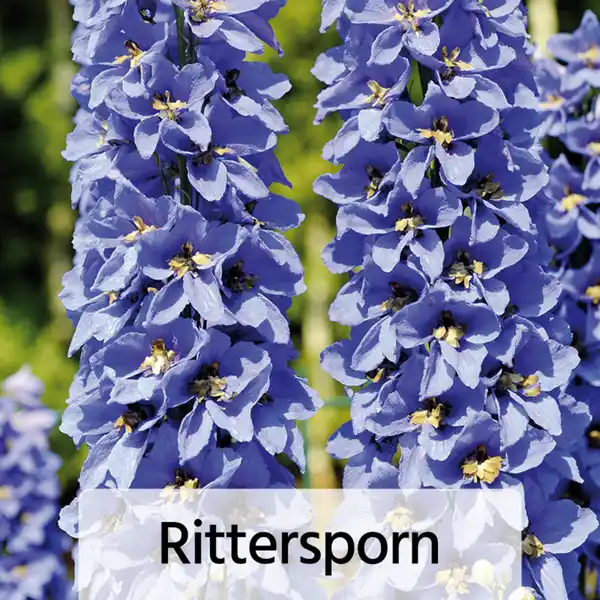 Bild 2 von Gartenstauden-Mix