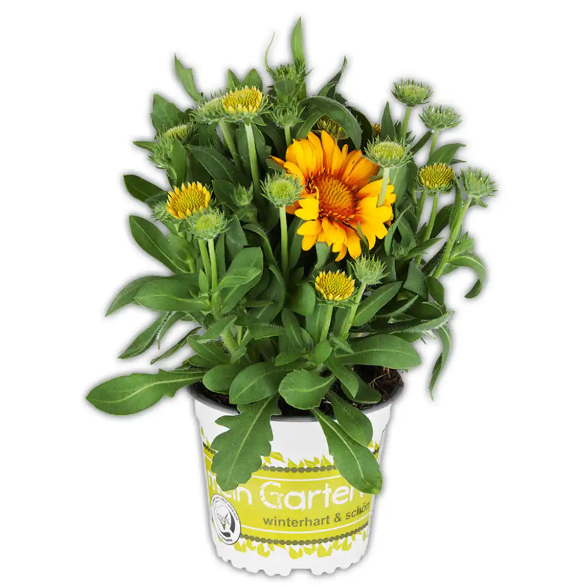 Bild 1 von Gartenstauden-Mix