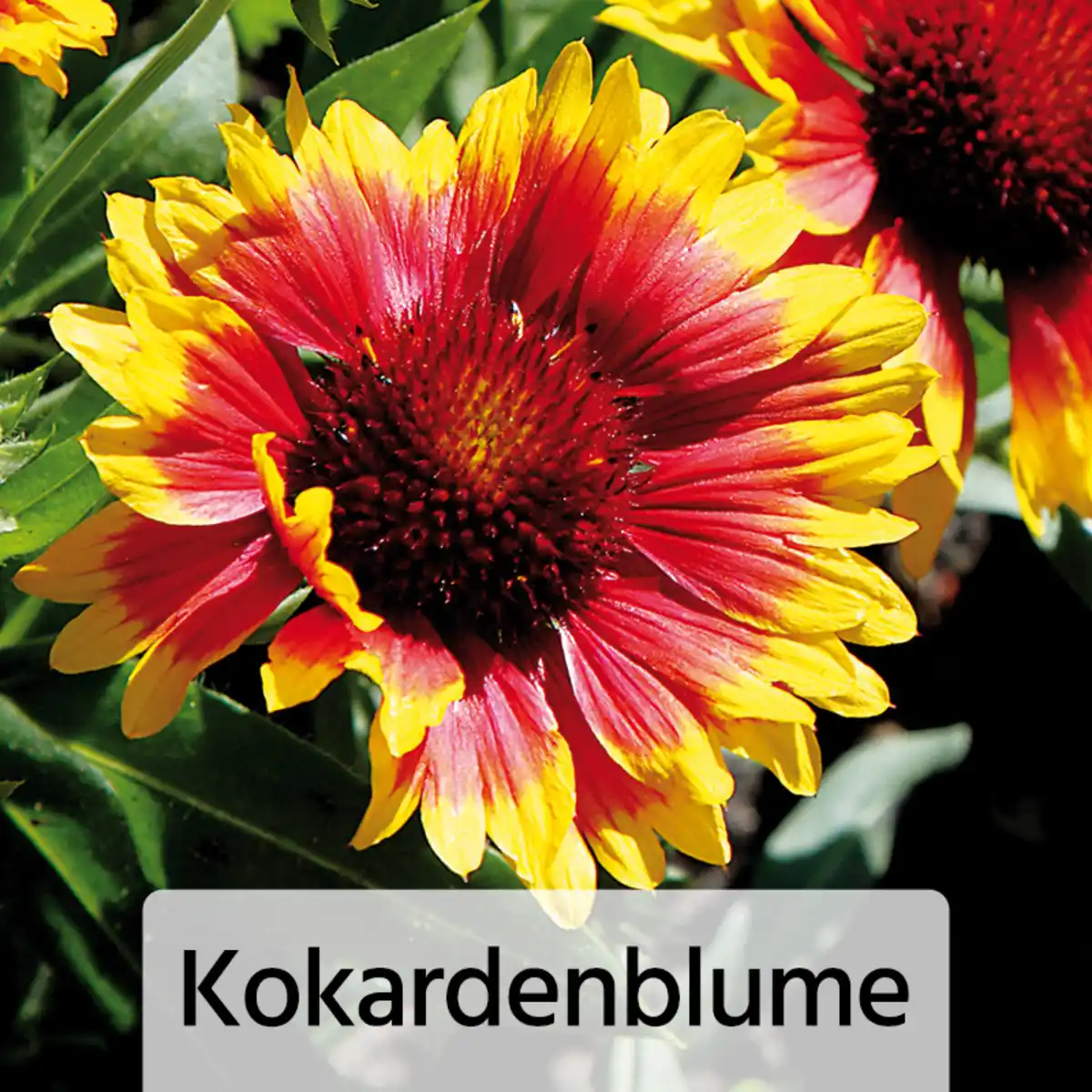 Bild 3 von Gartenstauden-Mix