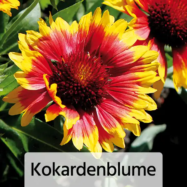 Bild 3 von Gartenstauden-Mix