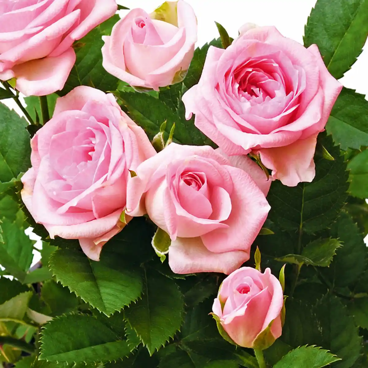 Bild 2 von Jumbo Topfrose